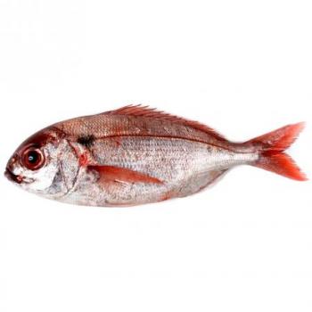 Tipos de pescado azul sin espinas